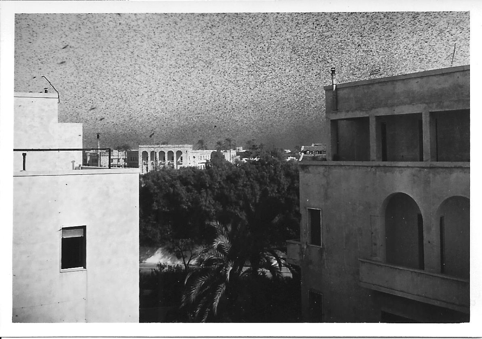 Tripoli near the harbour in the 1950s, under a flight of locusts — the port where Toy and Pollyanna landed.