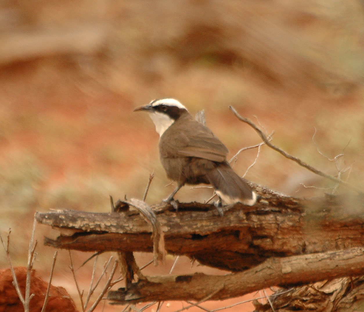 Hall's babbler (Pomatostomus halli) at Bowra, south-west Queensland: the new species the 1st Expedition collected near Langlo Crossing in May 1963, named for the sponsor.
