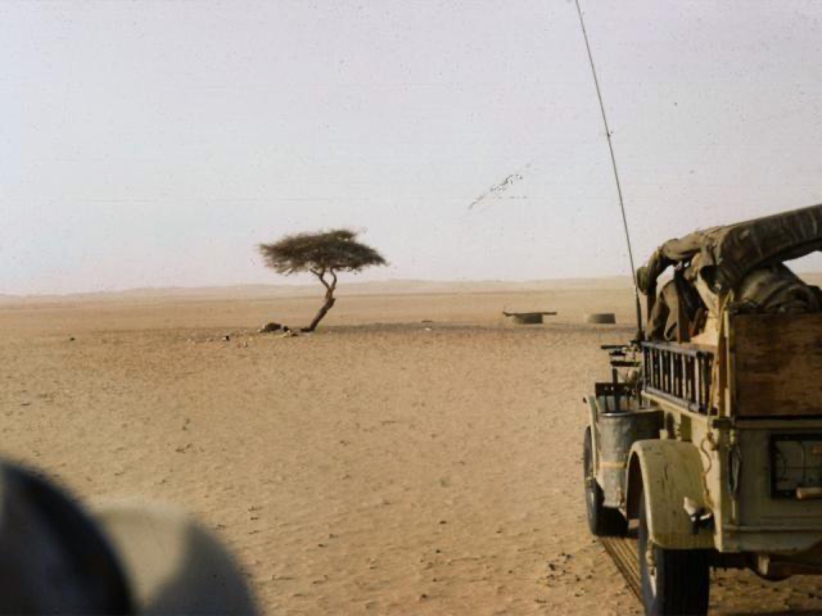 The Arbre du Ténéré in 1961, two years after the mission passed it on 26 November 1959; the tree was knocked down by a lorry in 1973.